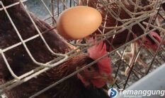 Harga Telur Anjlok, Peternak Ayam Petelur Temanggung Merugi hingga 35 Persen